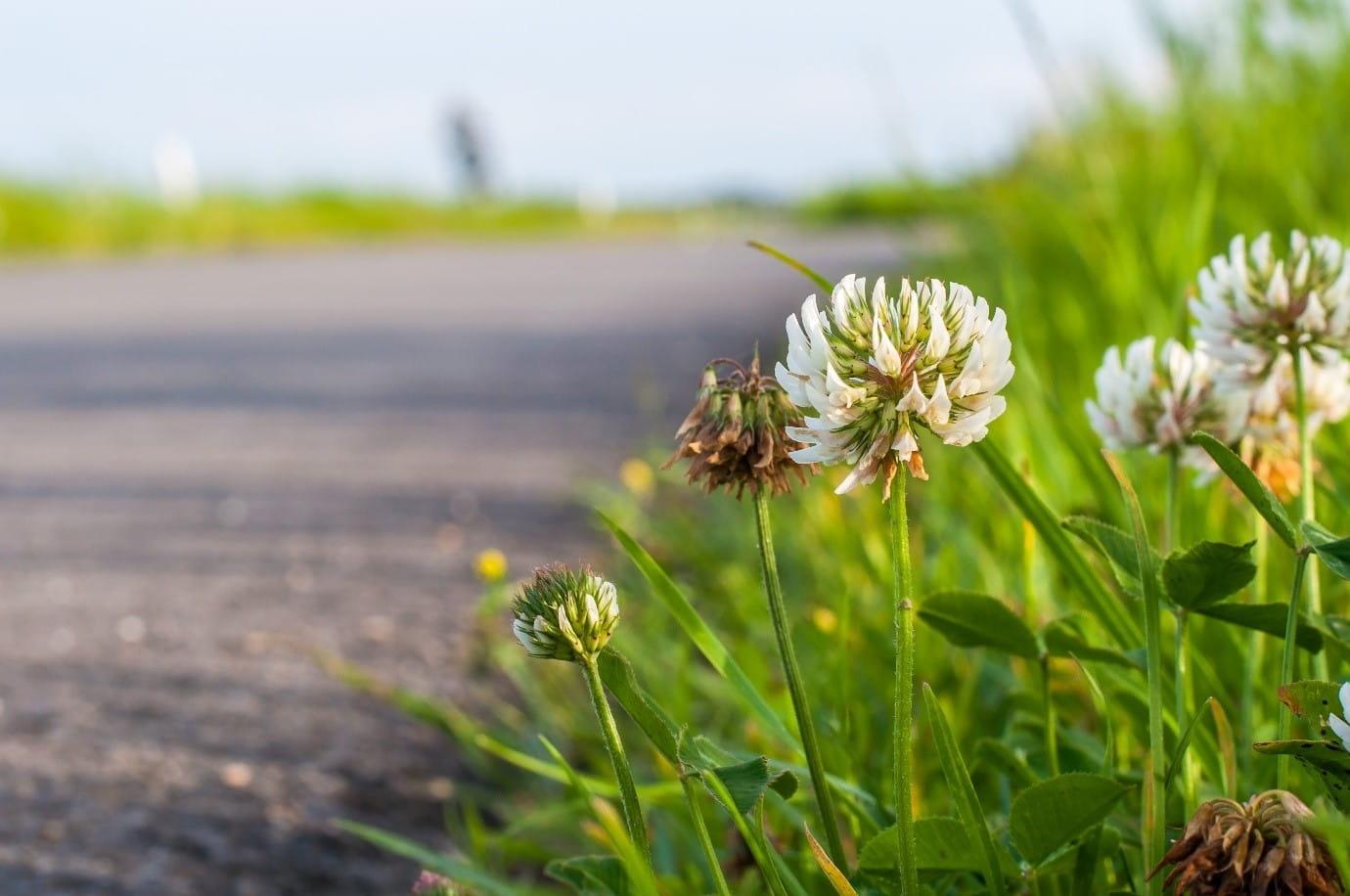 UK roadside is 'final refuge' for rarest plants